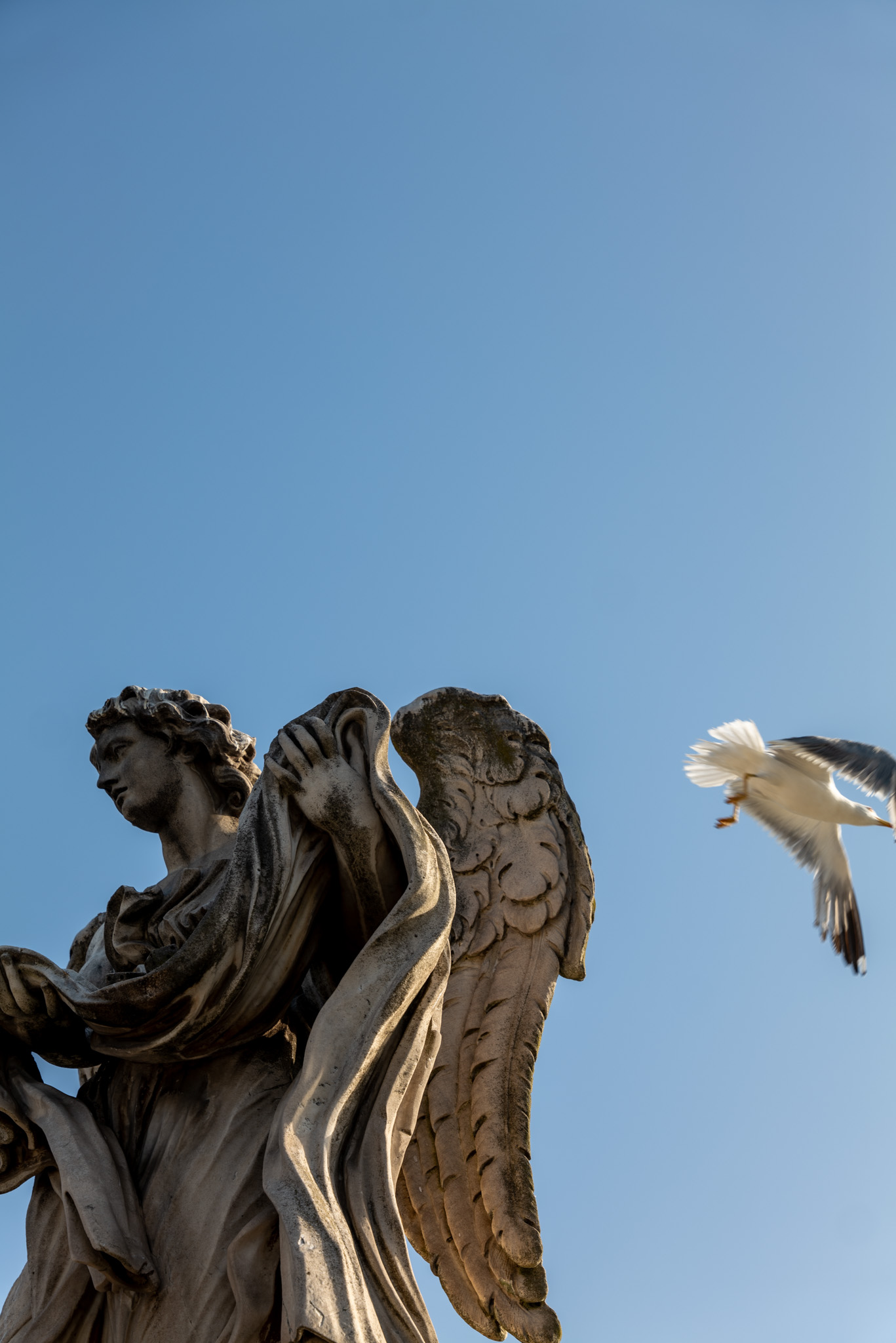 Seagull flying off of a statue in the Vatican City